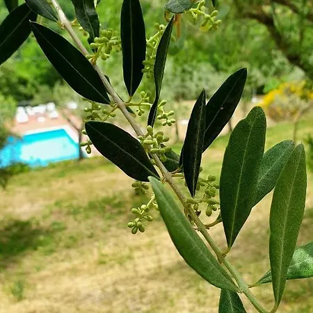 Vacanze Sant Andrea Appartement *