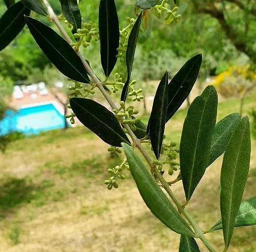 Vacanze Sant Andrea Lejlighed *